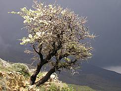 a wild apple tree on a hill in Kaliviani